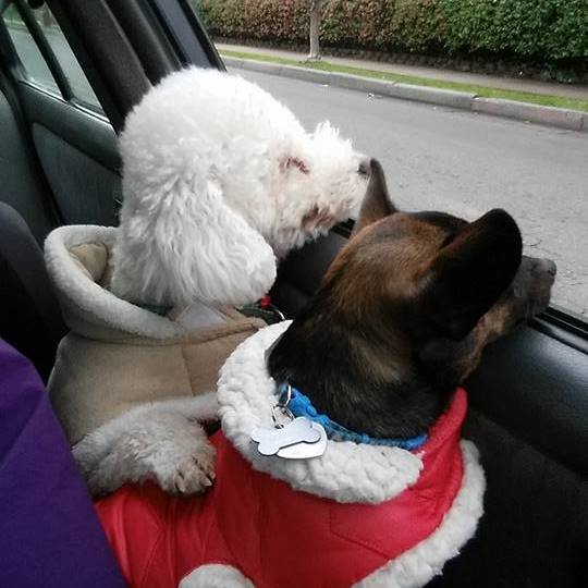 Snickers_Izzy_LuLu_Jacobsen
