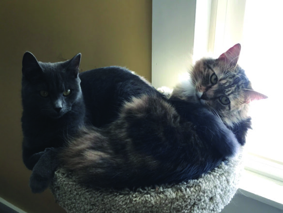 Sylvie and Katniss from Michele Lewis
