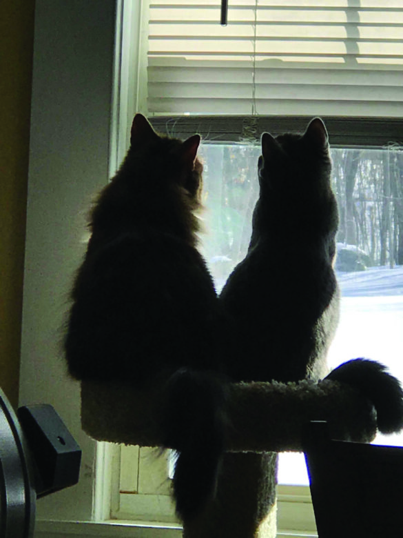 Sylvie and Katniss2 from Michele Lewis