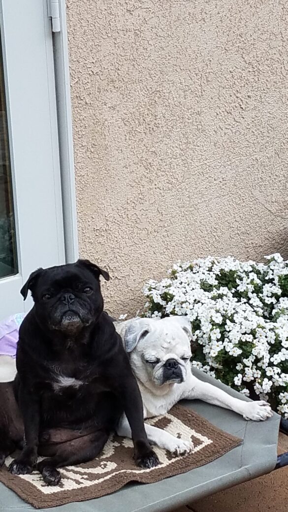 Two_Pugs_Trudy_Seifke