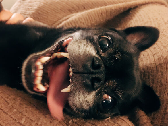 wolfgang